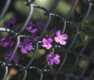 Preview wallpaper flowers, mesh, fence