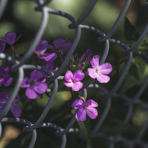 Preview wallpaper flowers, mesh, fence