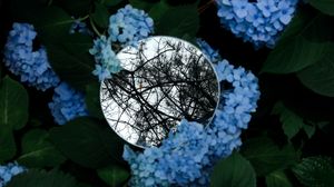 Preview wallpaper flowers, mirror, branches, trees, leaves