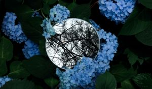 Preview wallpaper flowers, mirror, branches, trees, leaves