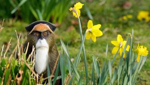 Preview wallpaper flowers, monkey, nature, grass