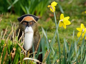 Preview wallpaper flowers, monkey, nature, grass