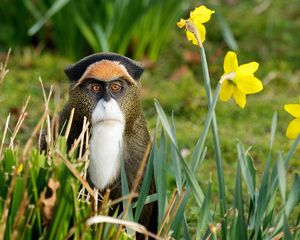 Preview wallpaper flowers, monkey, nature, grass