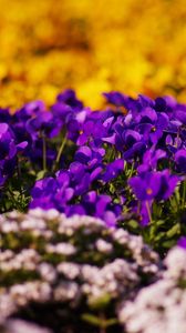 Preview wallpaper flowers, moss, grass, glare