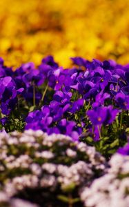 Preview wallpaper flowers, moss, grass, glare