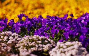 Preview wallpaper flowers, moss, grass, glare