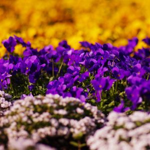 Preview wallpaper flowers, moss, grass, glare