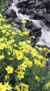 Preview wallpaper flowers, mountain, river, stones