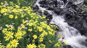 Preview wallpaper flowers, mountain, river, stones