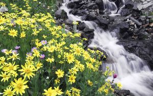 Preview wallpaper flowers, mountain, river, stones