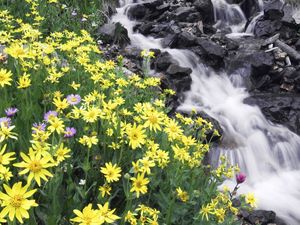 Preview wallpaper flowers, mountain, river, stones