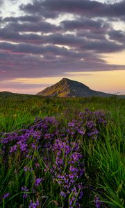 Preview wallpaper flowers, mountain, valley, grass, landscape