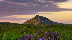 Preview wallpaper flowers, mountain, valley, grass, landscape