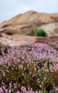 Preview wallpaper flowers, mountains, blur