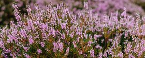 Preview wallpaper flowers, mountains, blur