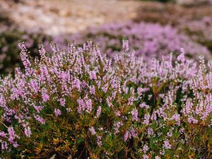 Preview wallpaper flowers, mountains, blur