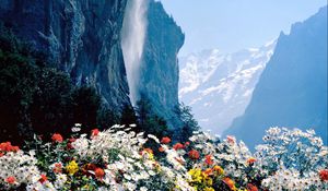 Preview wallpaper flowers, mountains, cliff