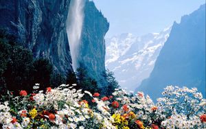 Preview wallpaper flowers, mountains, cliff