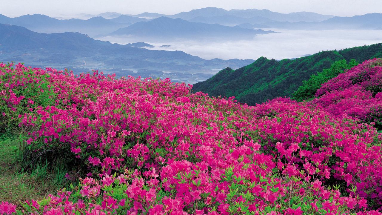 Wallpaper flowers, mountains, distance, nature