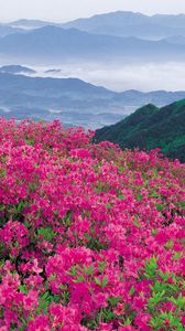 Preview wallpaper flowers, mountains, distance, nature
