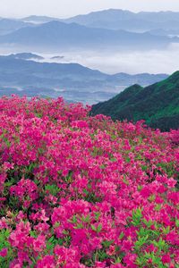 Preview wallpaper flowers, mountains, distance, nature