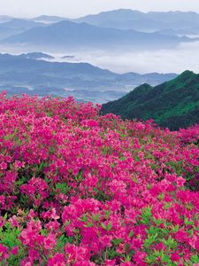 Preview wallpaper flowers, mountains, distance, nature