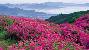 Preview wallpaper flowers, mountains, distance, nature