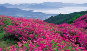 Preview wallpaper flowers, mountains, distance, nature