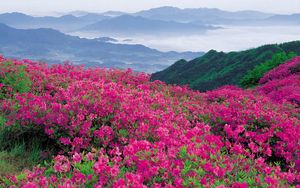 Preview wallpaper flowers, mountains, distance, nature