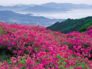 Preview wallpaper flowers, mountains, distance, nature