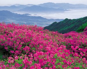 Preview wallpaper flowers, mountains, distance, nature