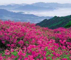 Preview wallpaper flowers, mountains, distance, nature