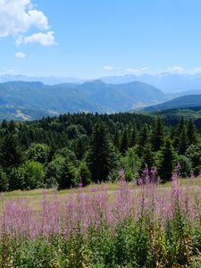 Preview wallpaper flowers, mountains, forest, trees, trail