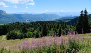 Preview wallpaper flowers, mountains, forest, trees, trail