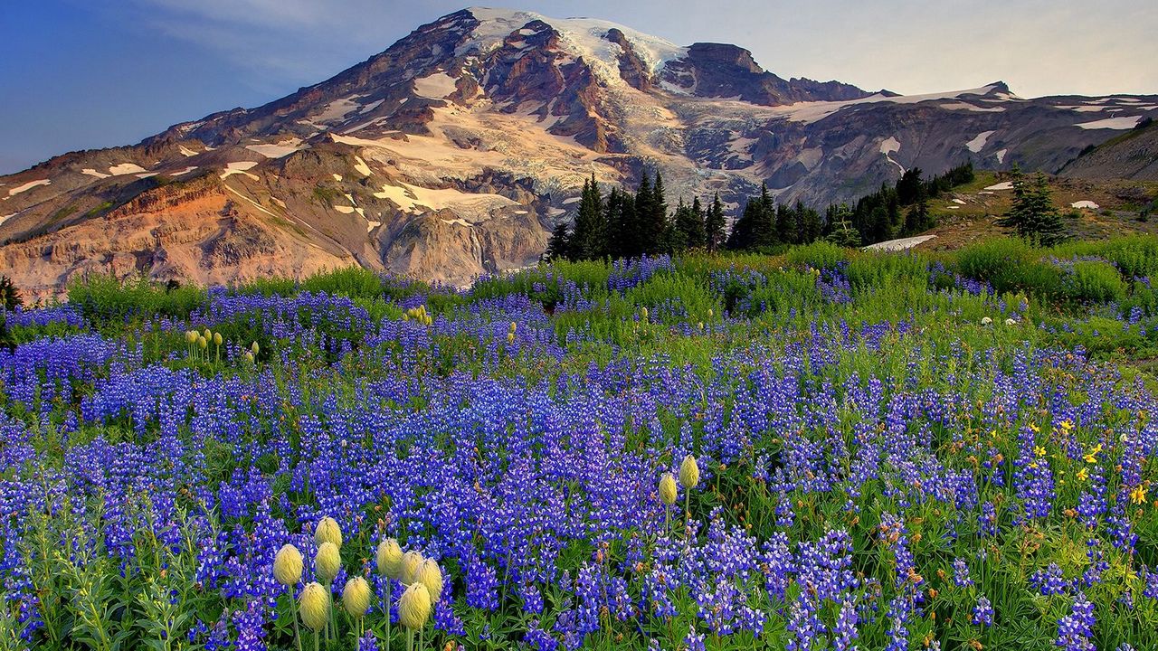 Wallpaper flowers, mountains, glade, top