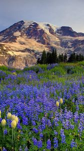 Preview wallpaper flowers, mountains, glade, top