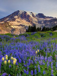 Preview wallpaper flowers, mountains, glade, top