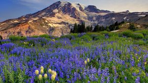 Preview wallpaper flowers, mountains, glade, top