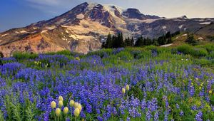 Preview wallpaper flowers, mountains, glade, top