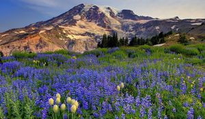 Preview wallpaper flowers, mountains, glade, top