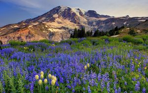 Preview wallpaper flowers, mountains, glade, top