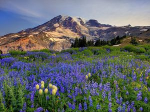 Preview wallpaper flowers, mountains, glade, top