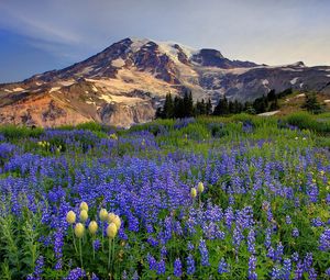 Preview wallpaper flowers, mountains, glade, top