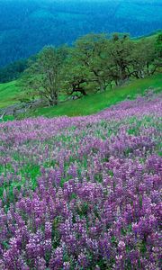 Preview wallpaper flowers, mountains, slope, grass, green, lilac