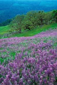 Preview wallpaper flowers, mountains, slope, grass, green, lilac