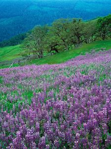 Preview wallpaper flowers, mountains, slope, grass, green, lilac