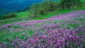 Preview wallpaper flowers, mountains, slope, grass, green, lilac