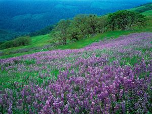 Preview wallpaper flowers, mountains, slope, grass, green, lilac