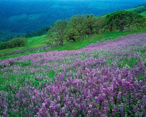 Preview wallpaper flowers, mountains, slope, grass, green, lilac