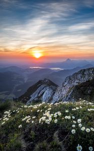 Preview wallpaper flowers, mountains, view, landscape, sunrise